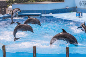 新潟市水族館 マリンピア日本海