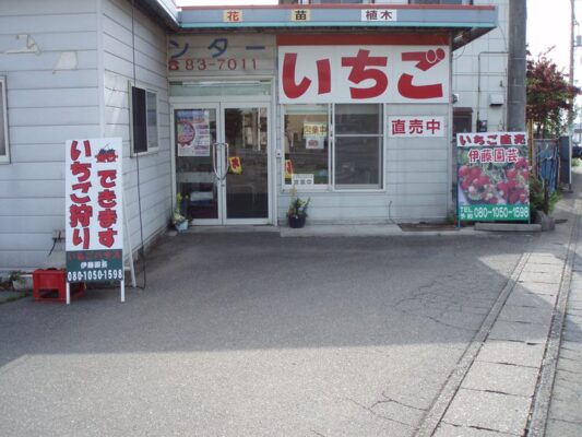 いちごハウス 伊藤園芸