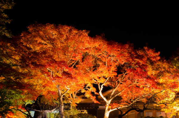 須磨離宮公園　紅葉