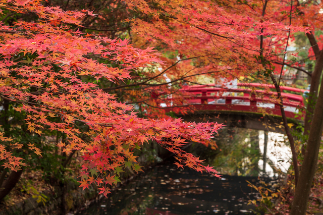鶴岡八幡宮