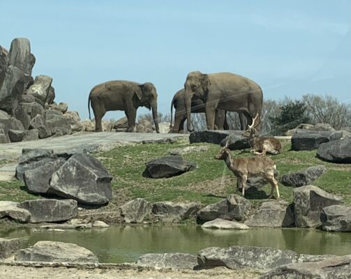 九州自然動物公園アフリカンサファリ