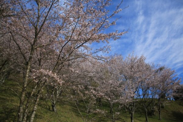 冨士山公園