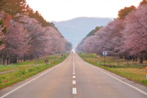 静内二十間道路桜並木