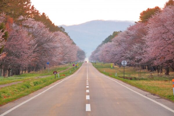 静内二十間道路桜並木