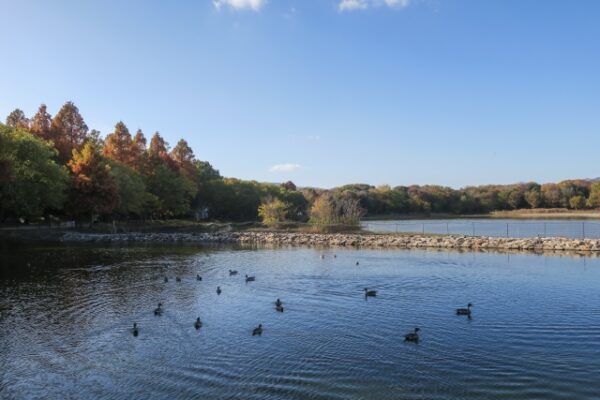 昆陽池公園