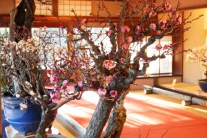 長浜盆梅展