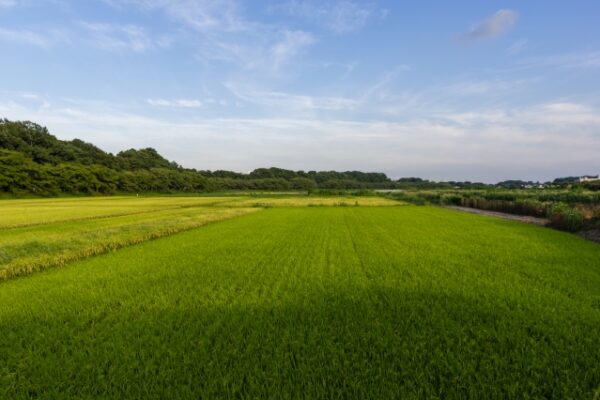 見沼たんぼ