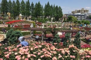 荒牧バラ公園