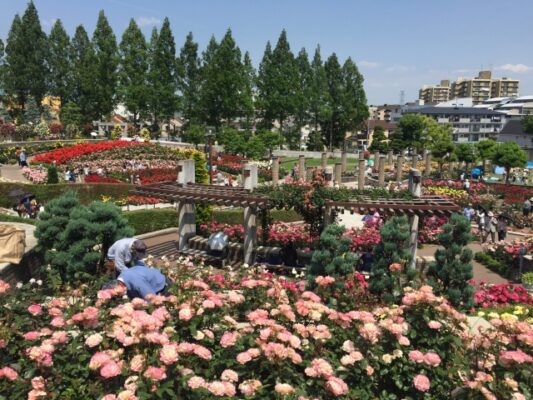 荒牧バラ公園
