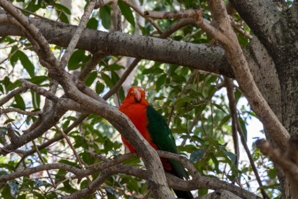 キャンベルタウン野鳥の森