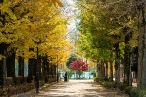 世田谷区立羽根木公園