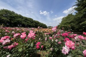 与野公園