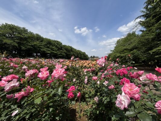 与野公園