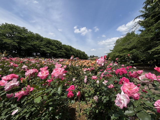 与野公園