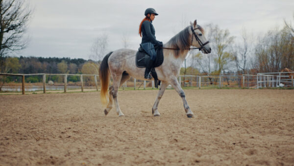 乗馬