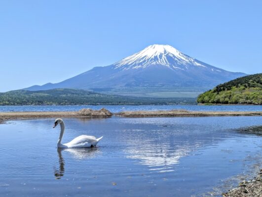 山中湖の白鳥