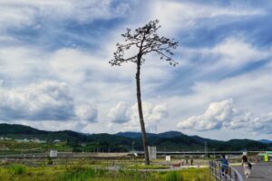奇跡の一本松