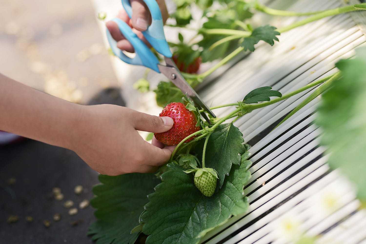札幌のいちご狩りスポットのおすすめ3選！安くて人気の食べ放題なども