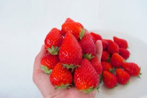 武井いちご園