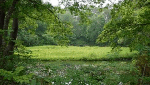 蓋沼森林公園