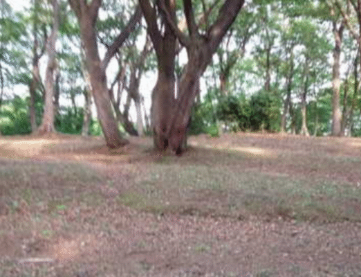高床山森林公園キャンプ場
