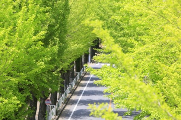 親里大路の銀杏並木
