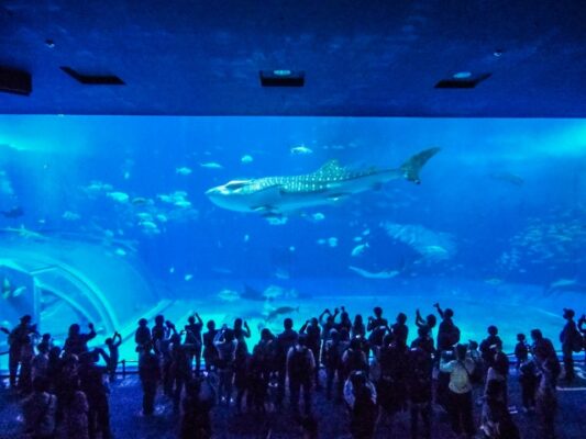 沖縄美ら海水族館