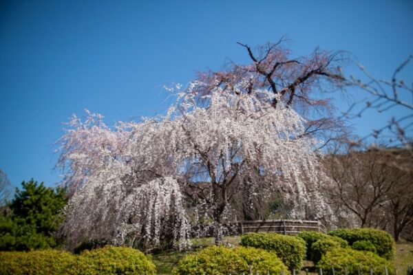 円山公園