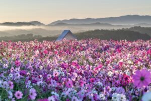花の駅せら