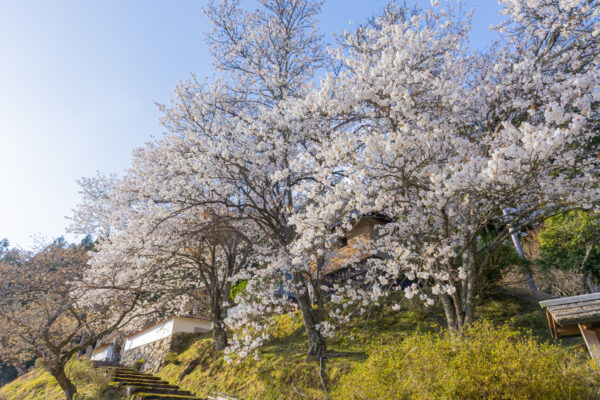 法明寺