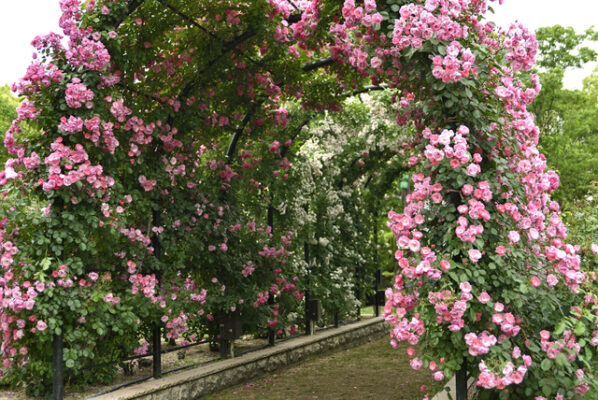 まなび中央公園