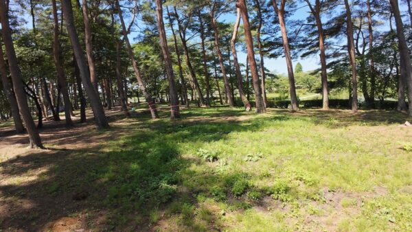 大池公園キャンプ場
