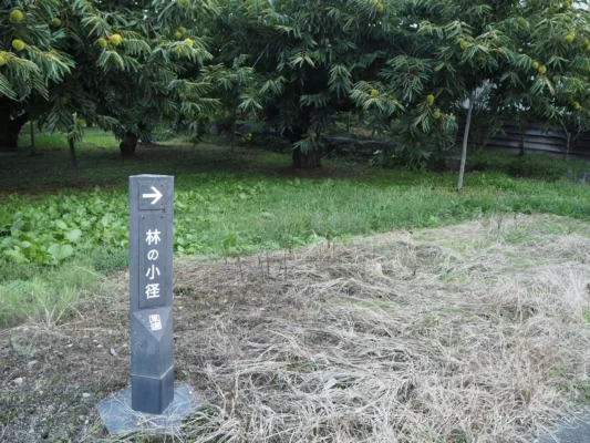 林の小径