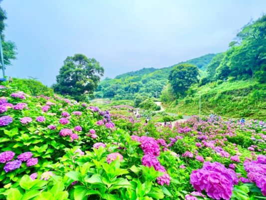 形原温泉あじさいの里