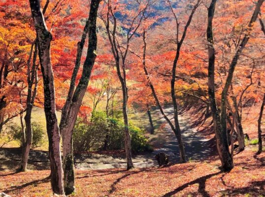 修善寺自然公園もみじ林
