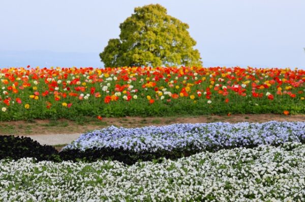 あわじ花さじき