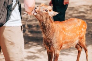 奈良公園の鹿
