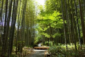 竹林の小径