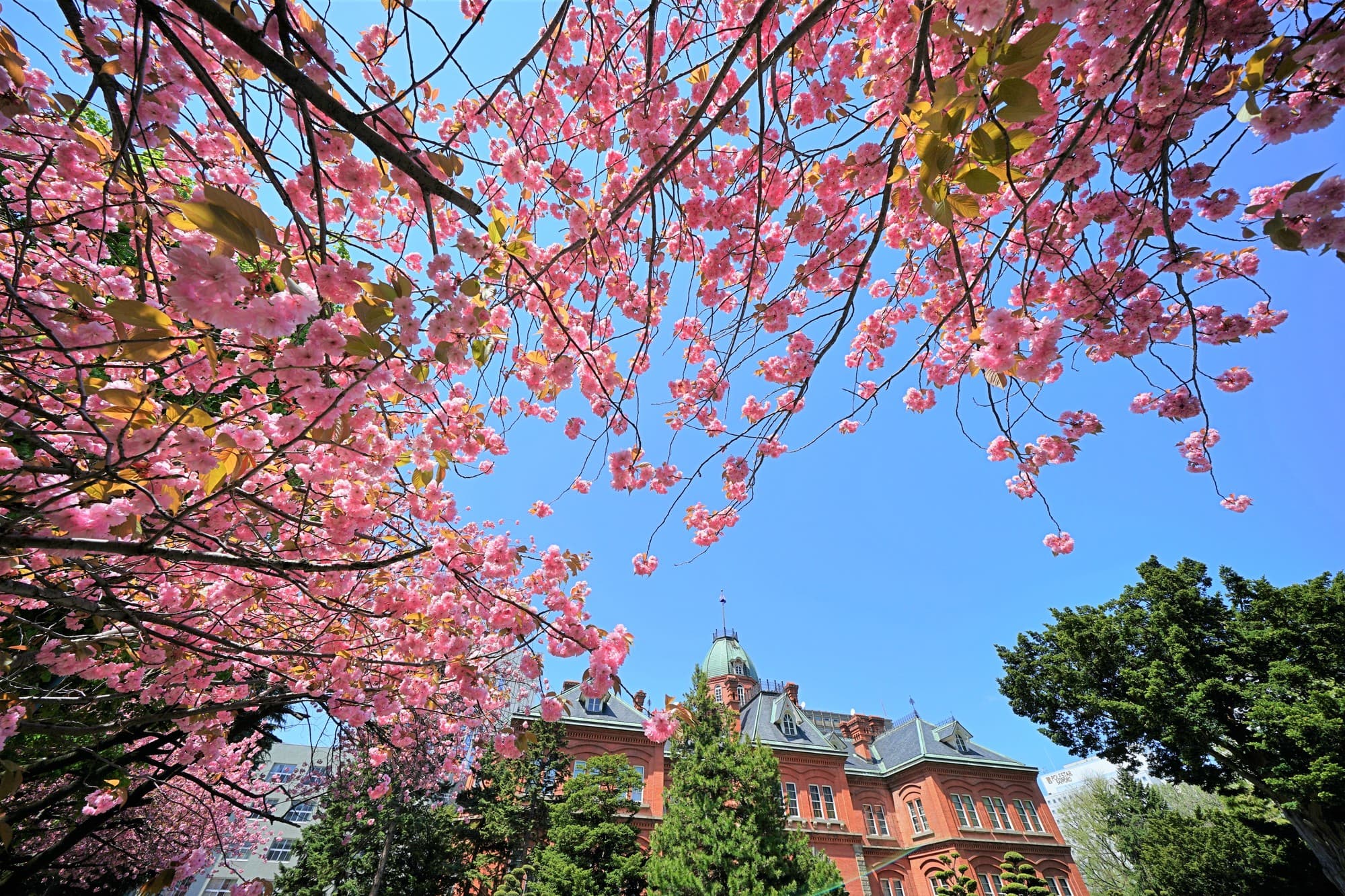 札幌の桜名所・スポットのおすすめ10選！定番人気から穴場まで紹介 