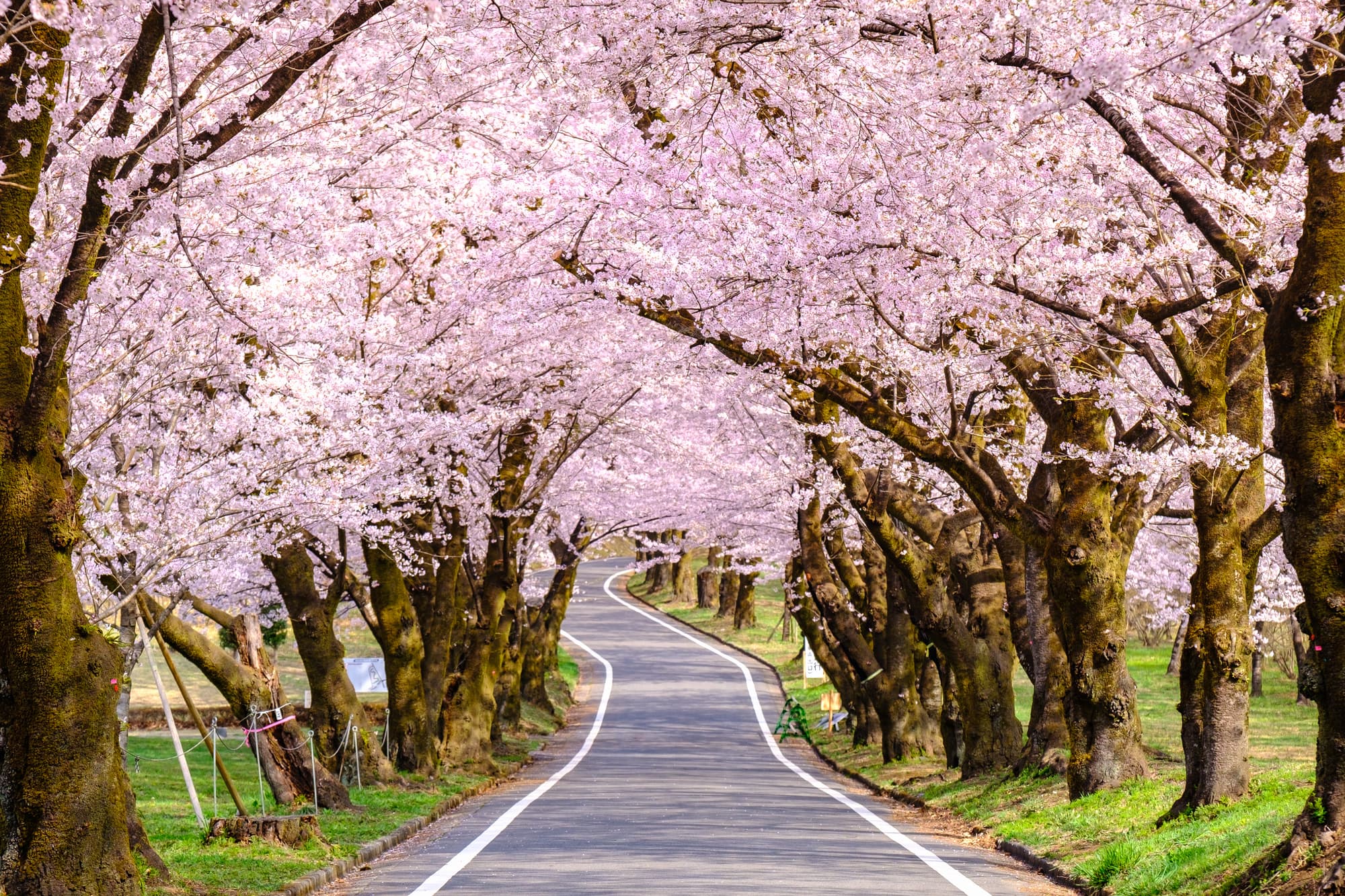 群馬の桜名所・スポットのおすすめ9選！定番人気から穴場まで紹介 | なっぷ