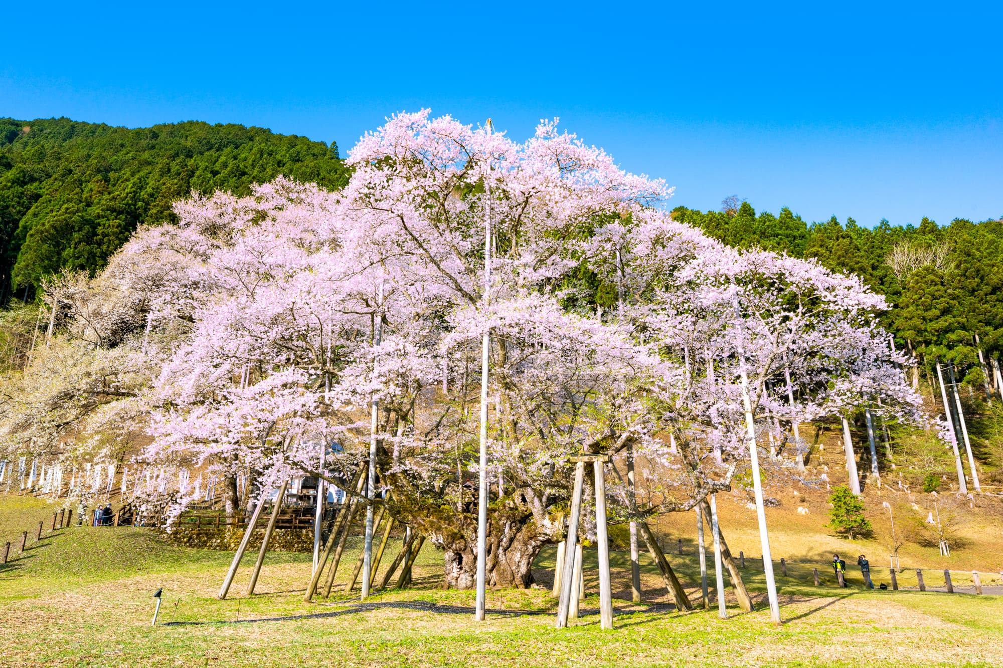 岐阜の桜名所・スポットのおすすめ10選！定番人気から穴場まで紹介
