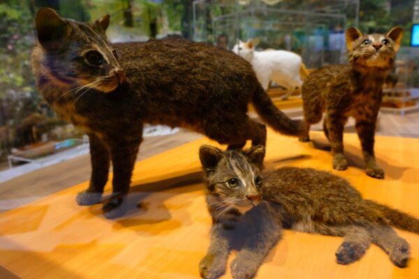 西表野生生物保護センター