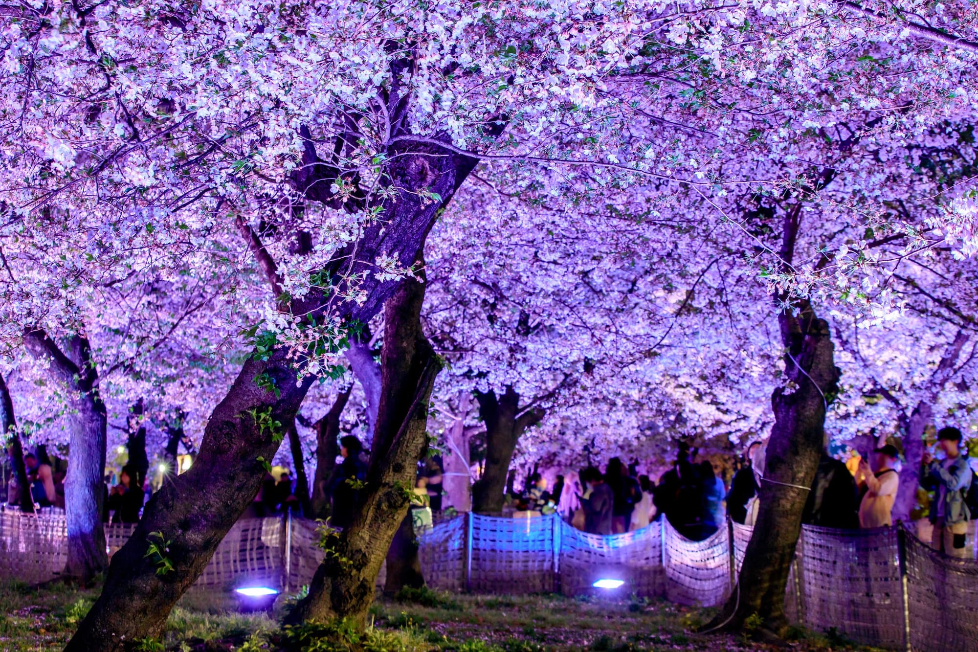名古屋の桜名所・スポットのおすすめ10選！定番人気から穴場まで紹介