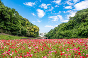 くりはま花の国