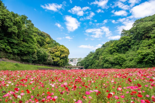 くりはま花の国