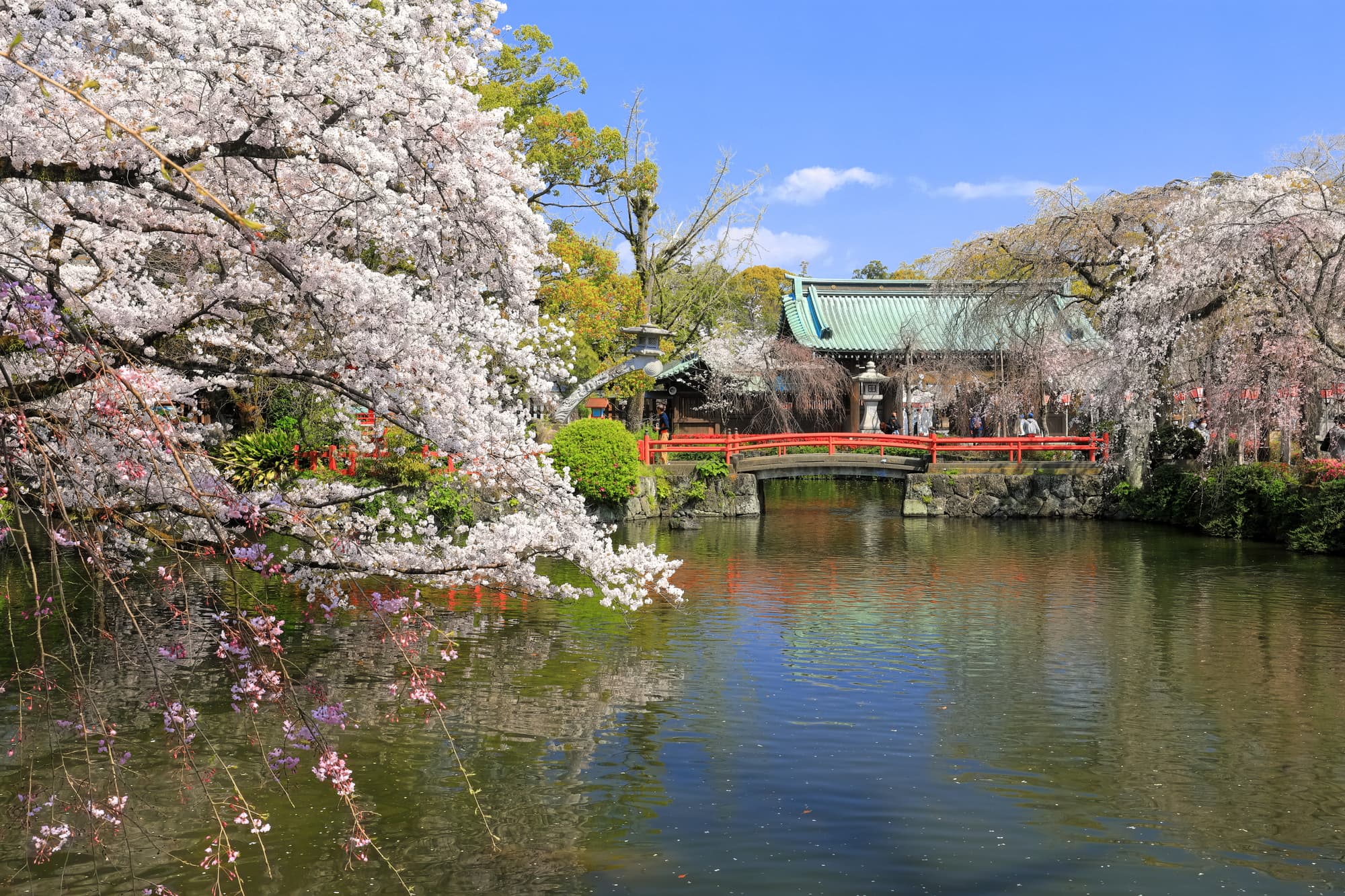 御殿場の桜名所・スポットのおすすめ12選！定番人気から穴場まで紹介