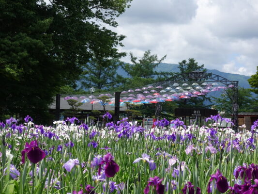 長井あやめ公園
