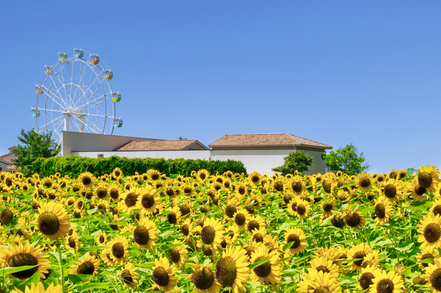 長井海の手公園 ソレイユの丘