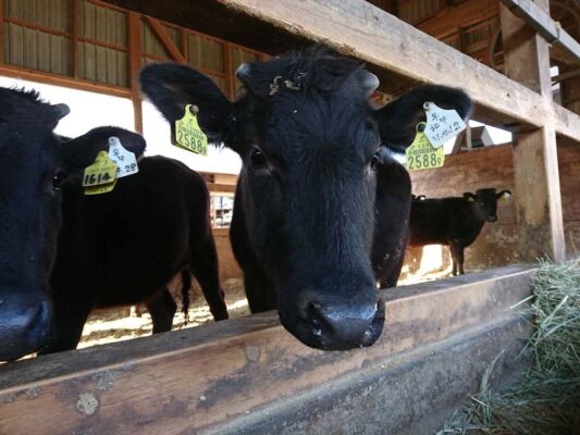 宝牧場（滋賀）