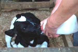 成田ふれあい牧場